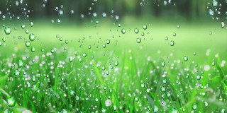 绿色写实风绿地植物水珠谷雨节气谷雨展板背景